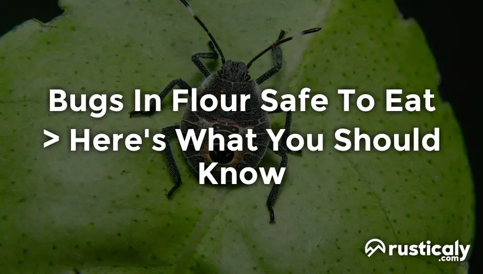 bugs in flour safe to eat