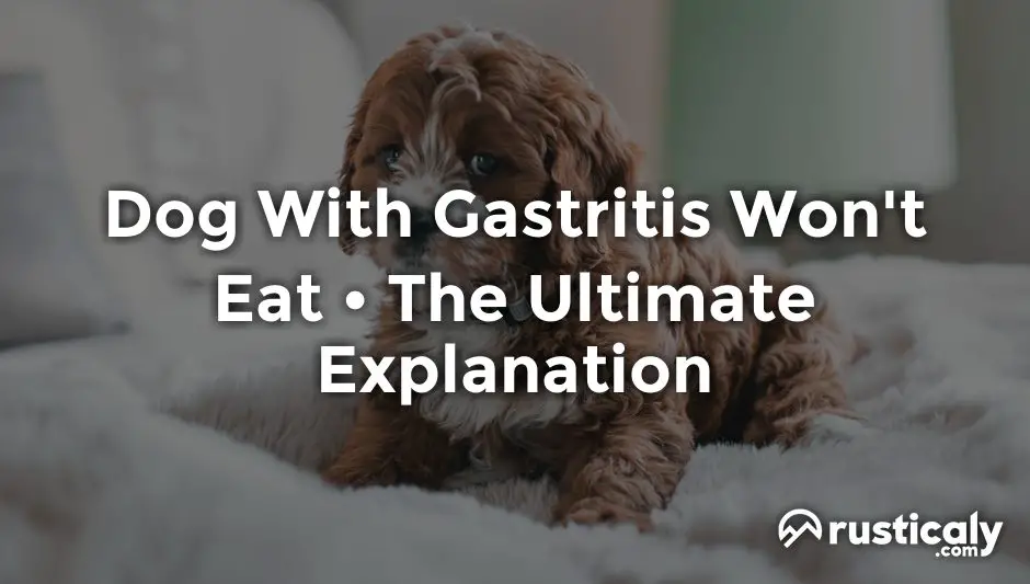 dog with gastritis won't eat