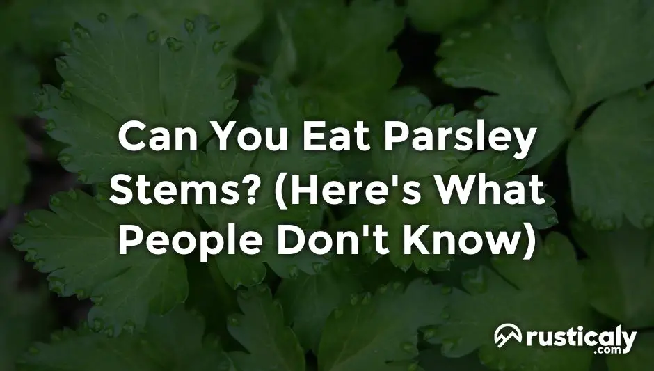Can You Eat Parsley Stems? & Easy Answer)