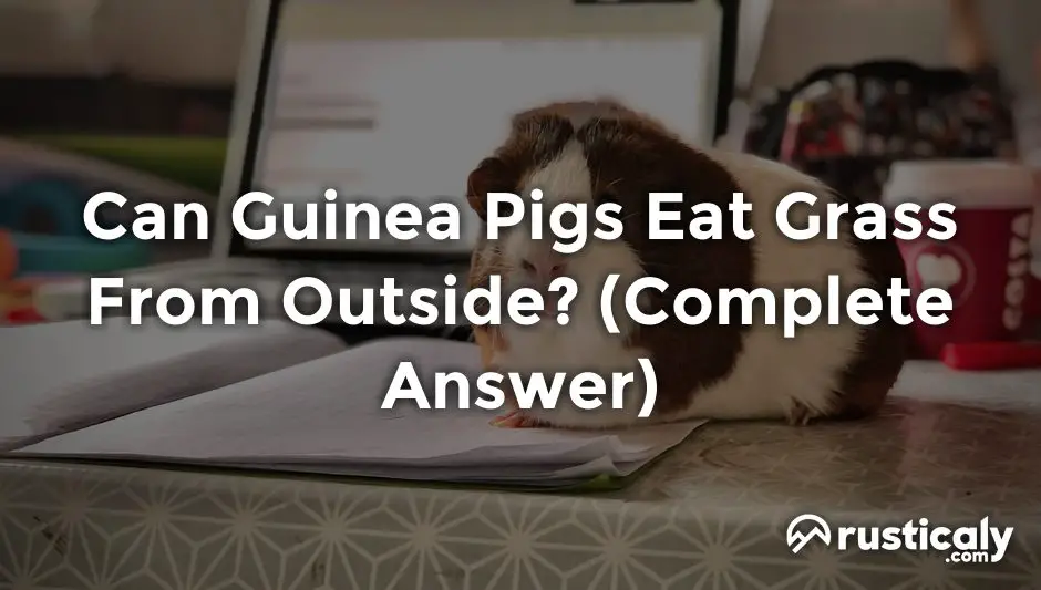 can guinea pigs eat grass from outside