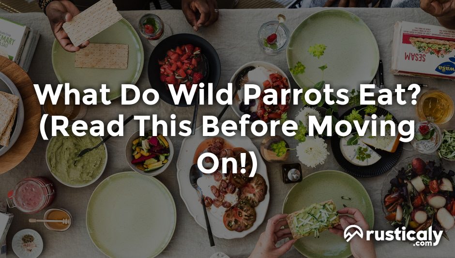 what do wild parrots eat