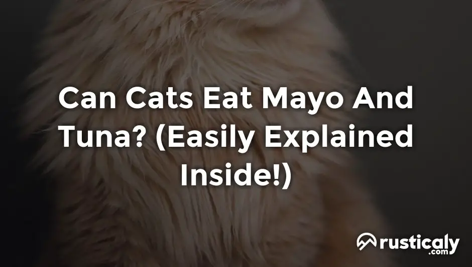 can cats eat mayo and tuna