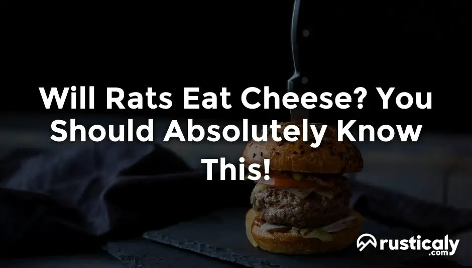 will rats eat cheese