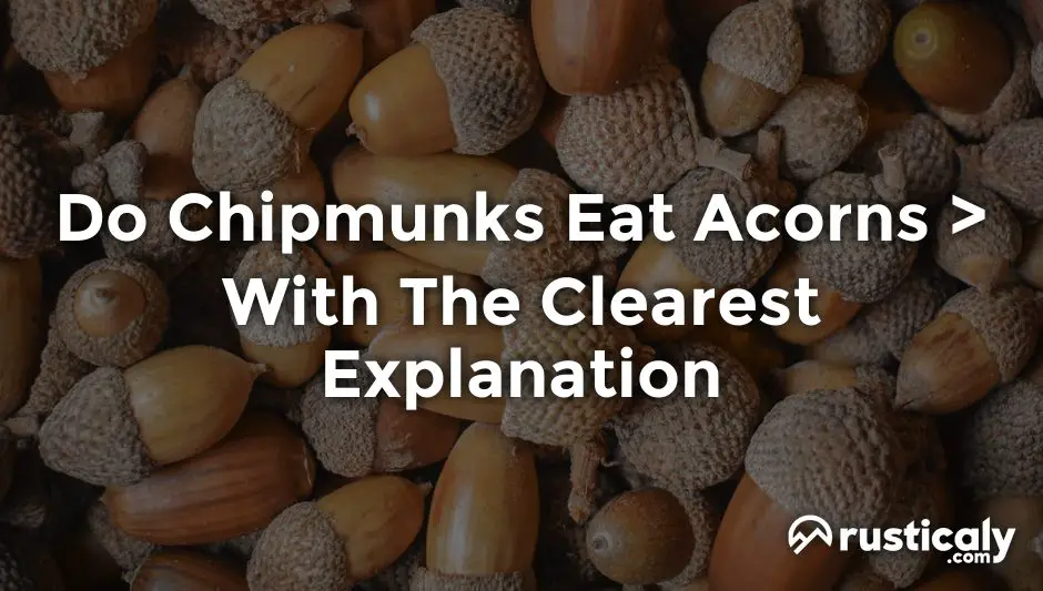do chipmunks eat acorns
