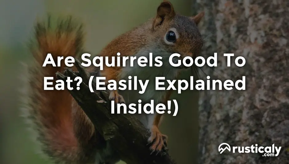 are squirrels good to eat