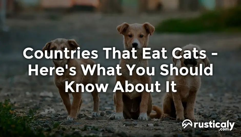 countries that eat cats