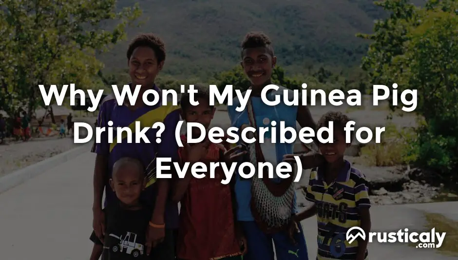 why won't my guinea pig drink