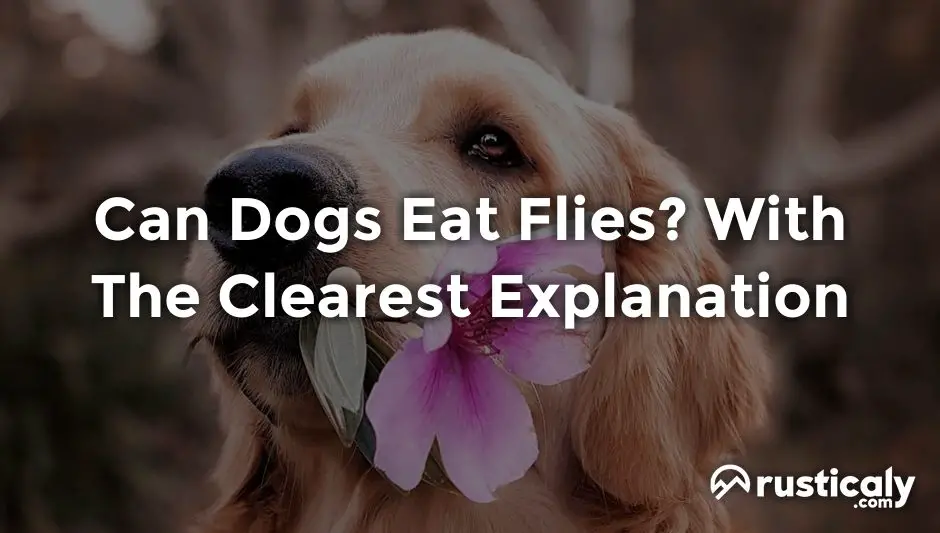 can dogs eat flies