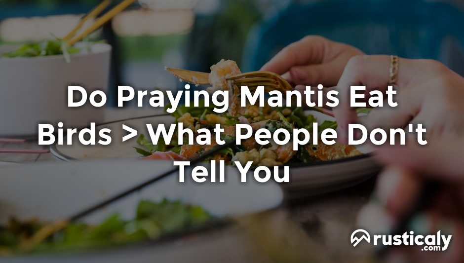 do praying mantis eat birds
