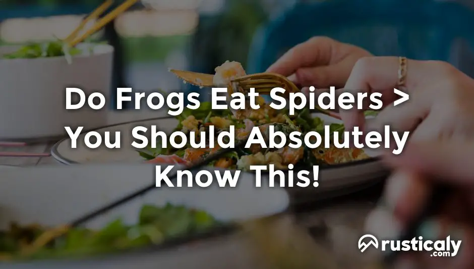 do frogs eat spiders