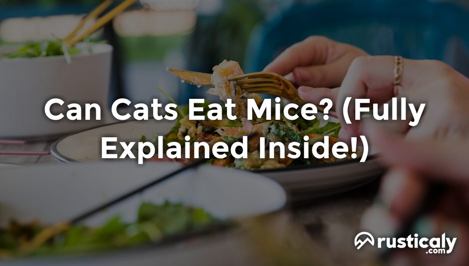 can cats eat mice