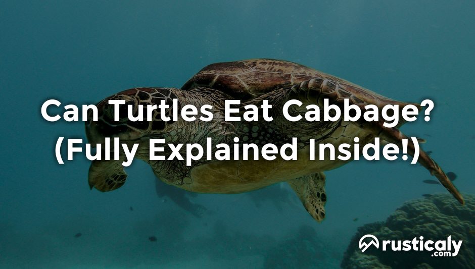 can turtles eat cabbage