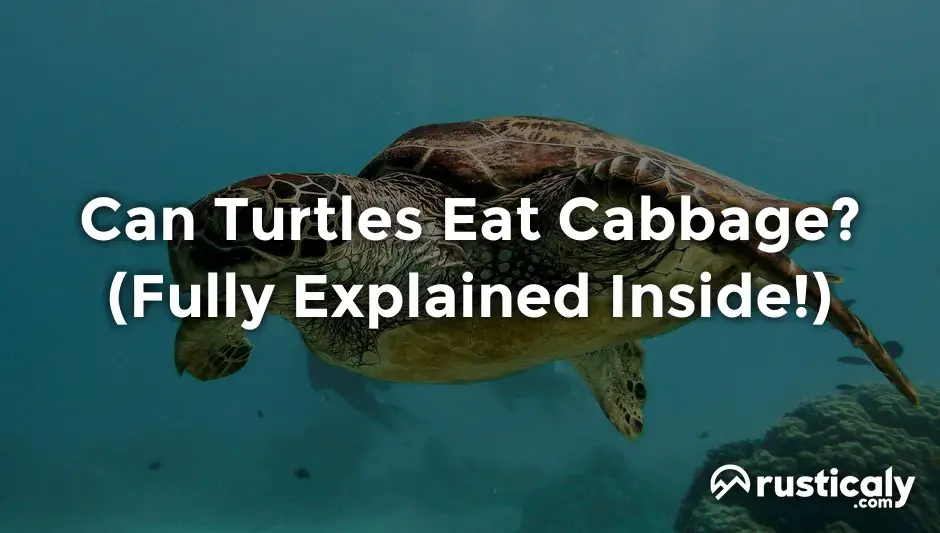 can turtles eat cabbage