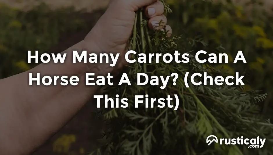 how many carrots can a horse eat a day