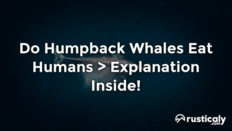 do humpback whales eat humans