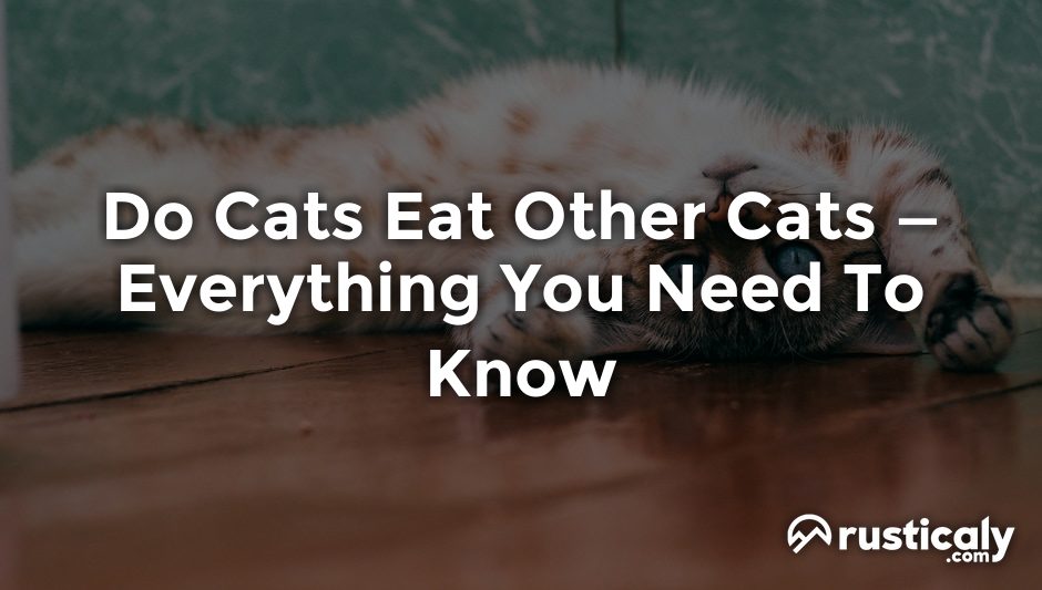 do cats eat other cats