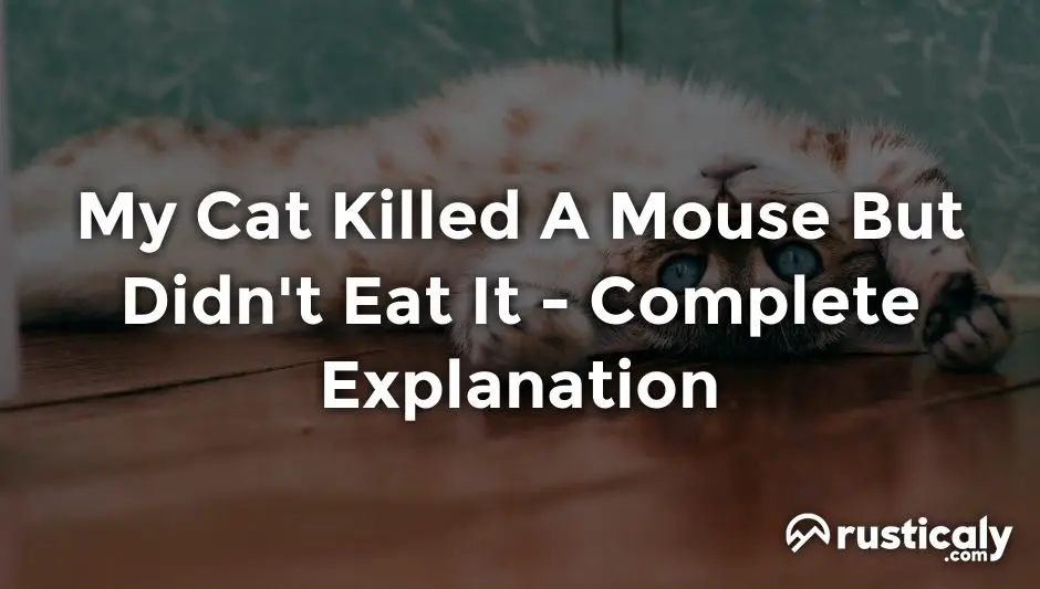 my cat killed a mouse but didn't eat it