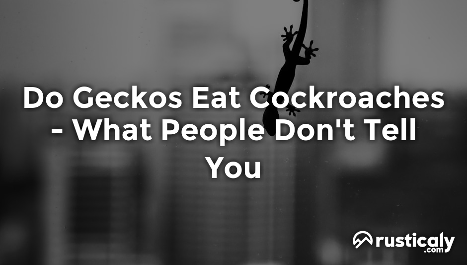 do geckos eat cockroaches