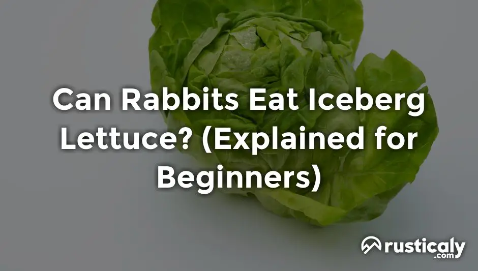 can rabbits eat iceberg lettuce