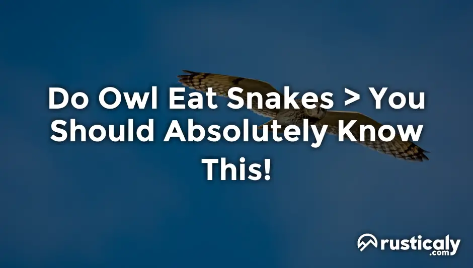 do owl eat snakes