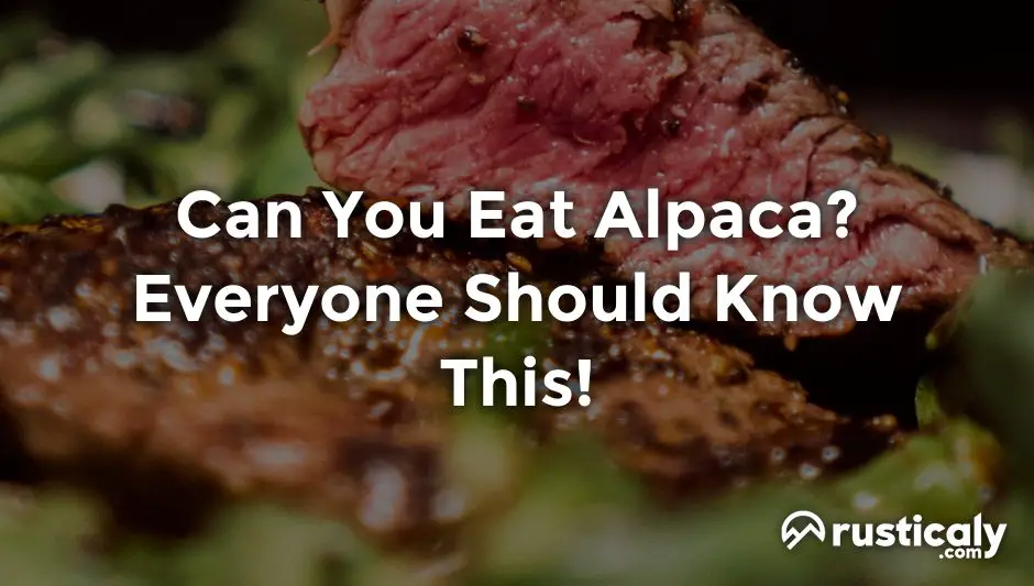 can you eat alpaca