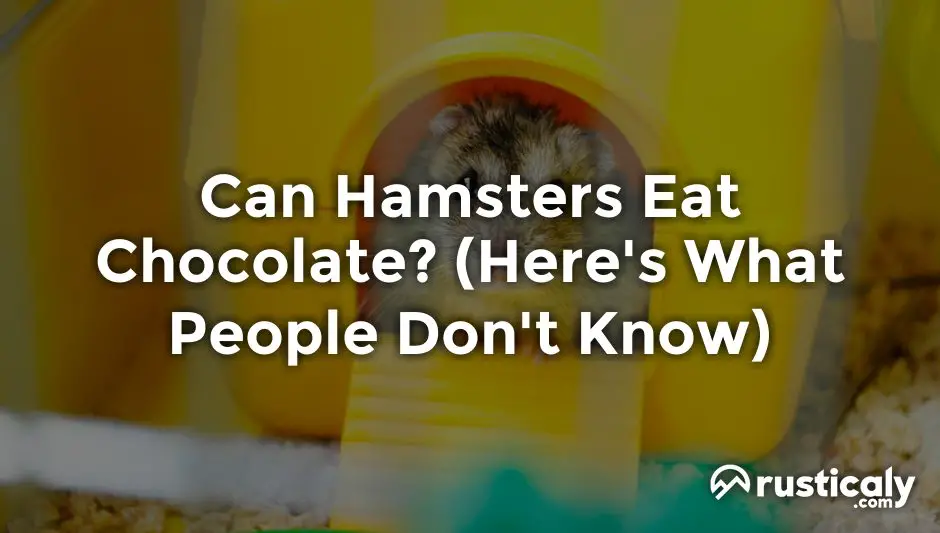 can hamsters eat chocolate