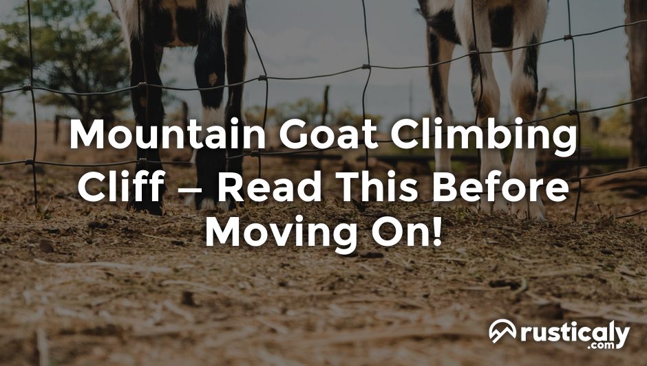 mountain goat climbing cliff