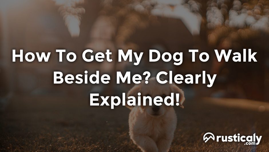 how to get my dog to walk beside me