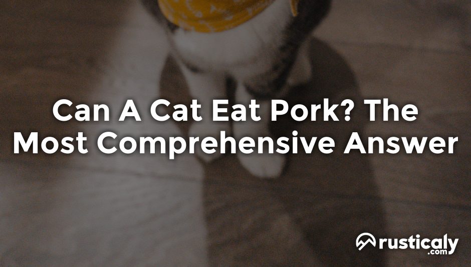 can a cat eat pork