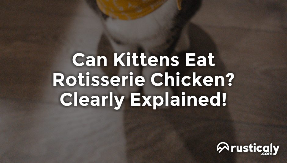 can kittens eat rotisserie chicken