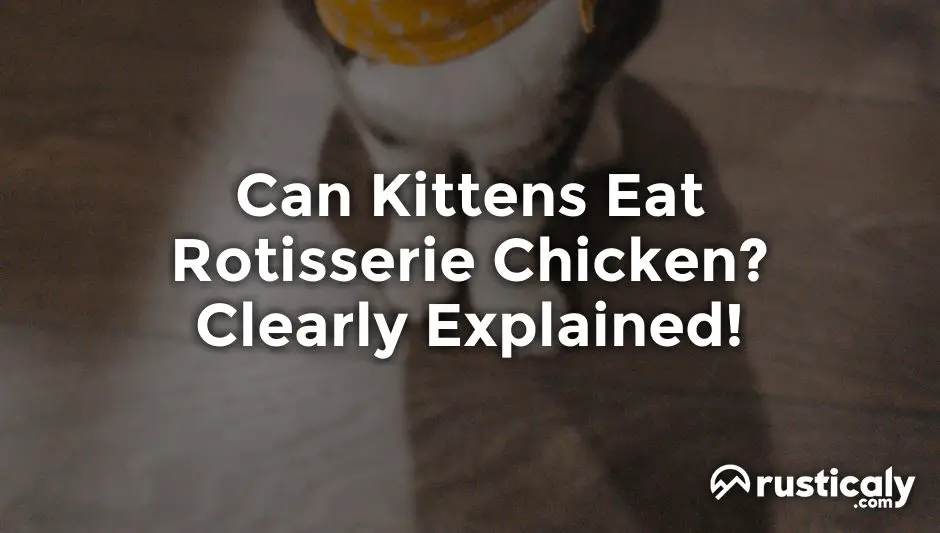 can kittens eat rotisserie chicken