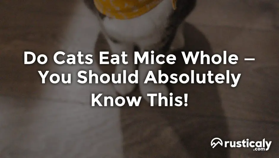 do cats eat mice whole