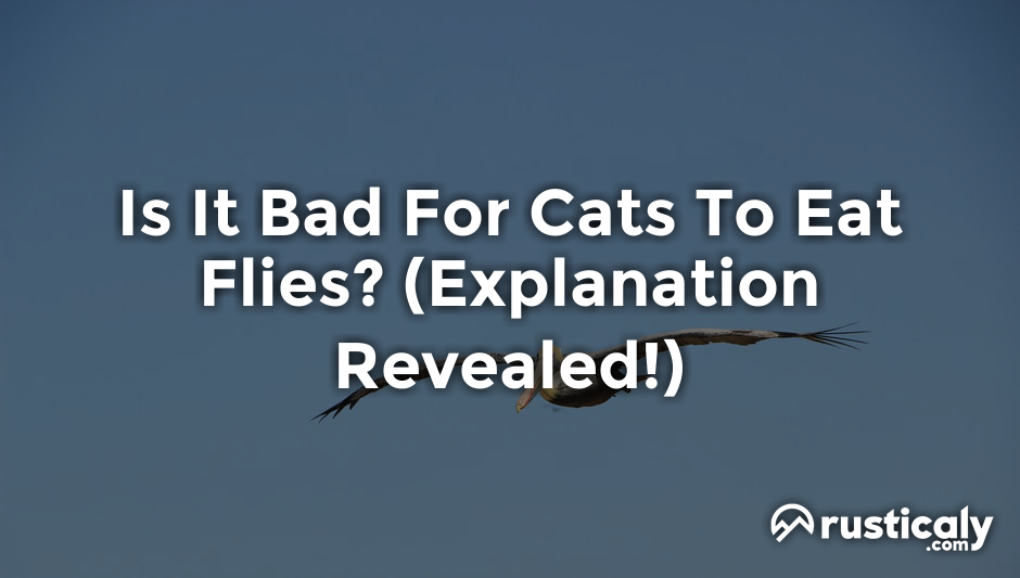 is it bad for cats to eat flies