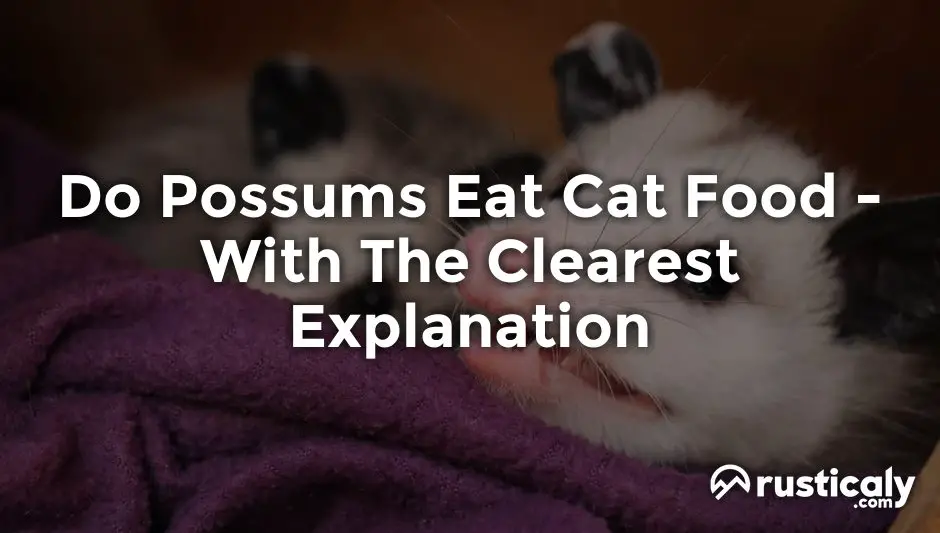 do possums eat cat food