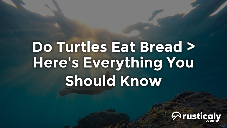 do turtles eat bread