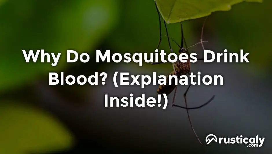 why do mosquitoes drink blood