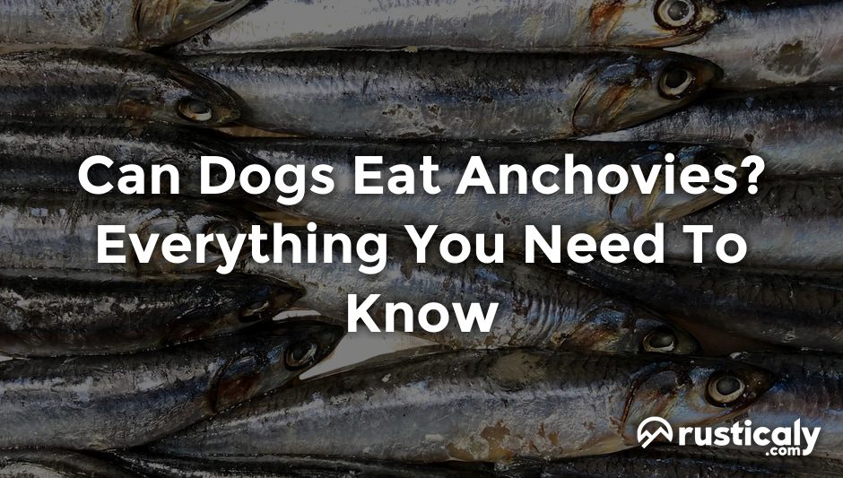 can dogs eat anchovies
