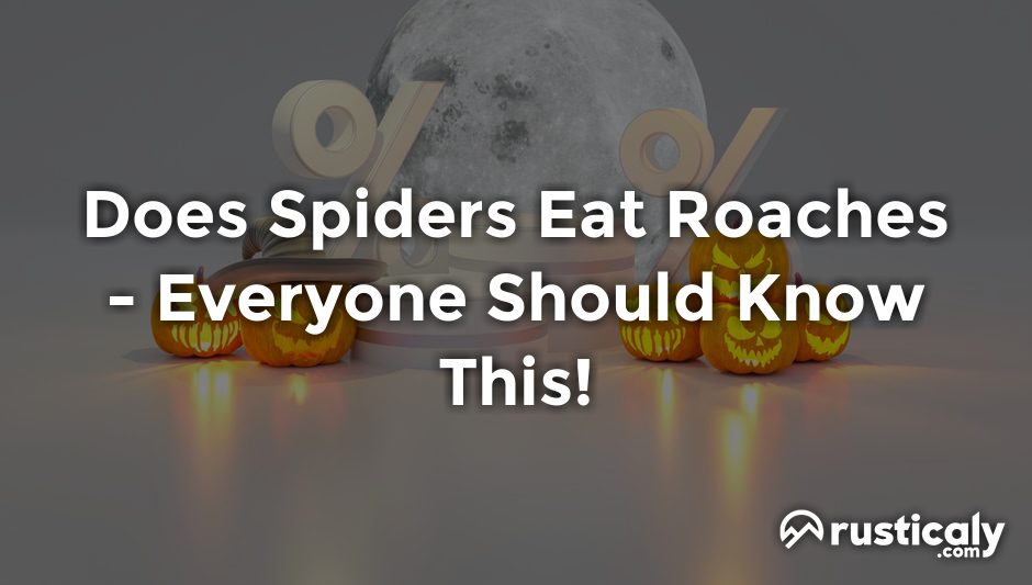 does spiders eat roaches