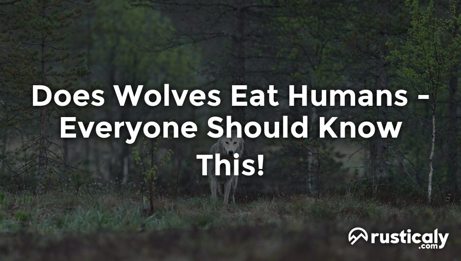 does wolves eat humans