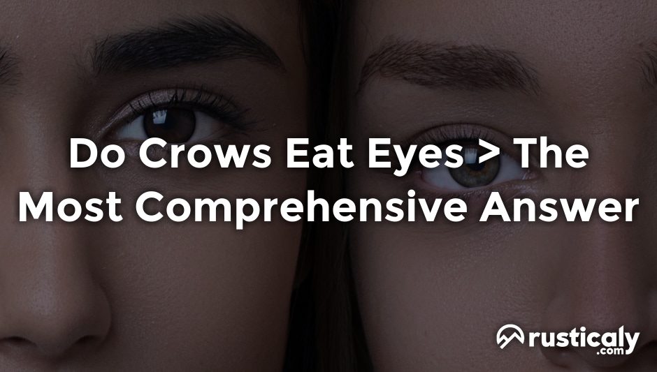 do crows eat eyes