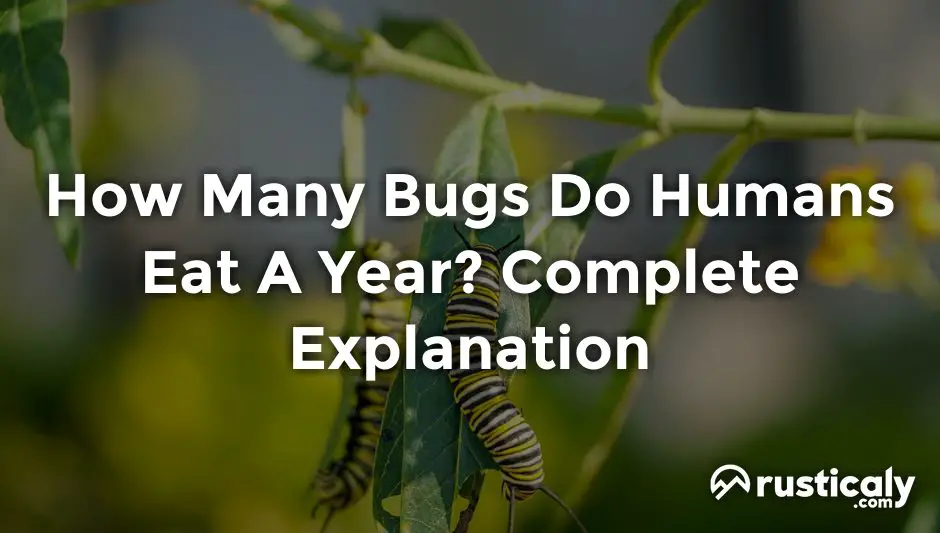 how many bugs do humans eat a year