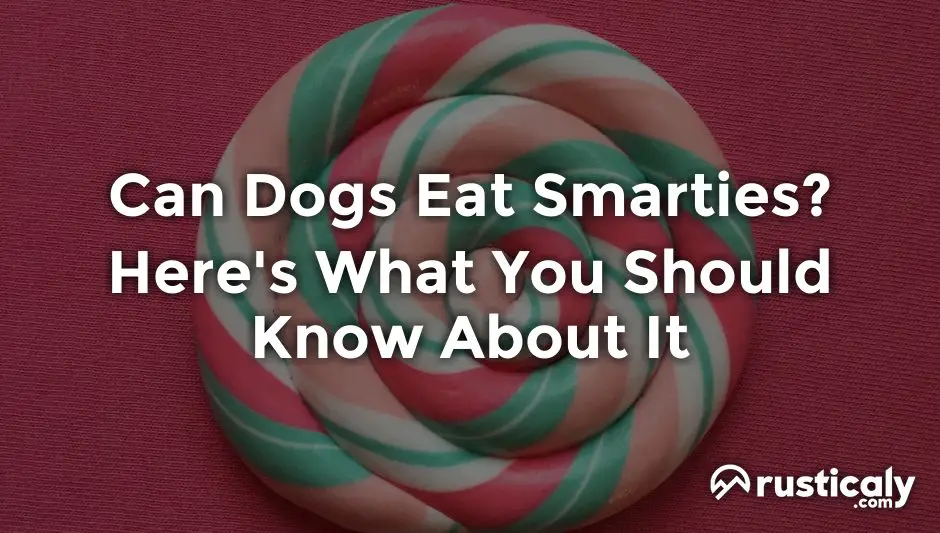 can dogs eat smarties