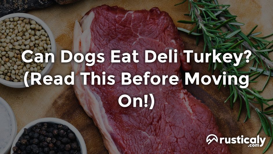 can dogs eat deli turkey