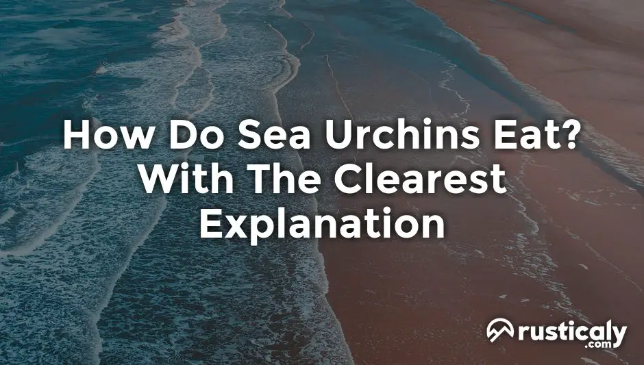 how do sea urchins eat