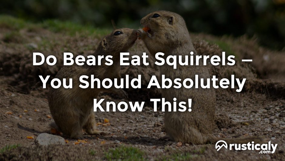 do bears eat squirrels