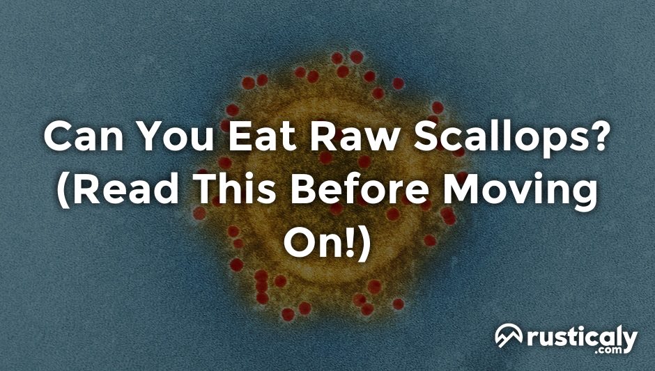 can you eat raw scallops