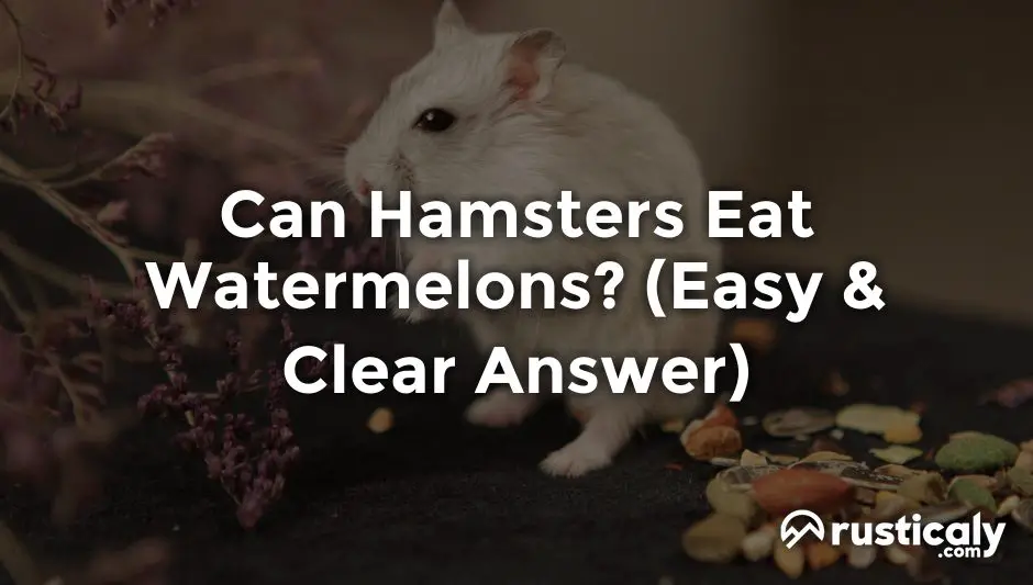 can hamsters eat watermelons