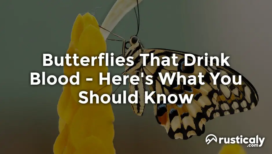 Butterflies That Drink Blood • Complete & Easy Answer