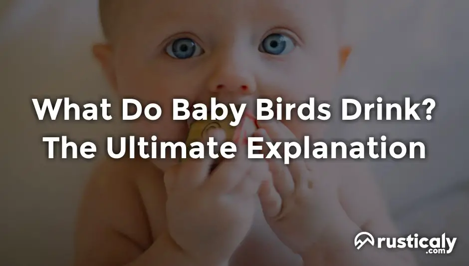 what do baby birds drink