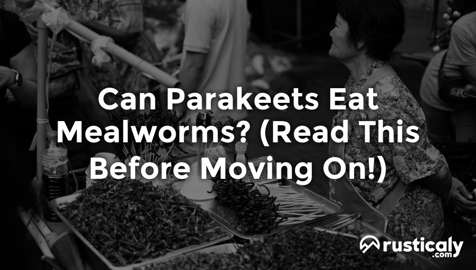 can parakeets eat mealworms